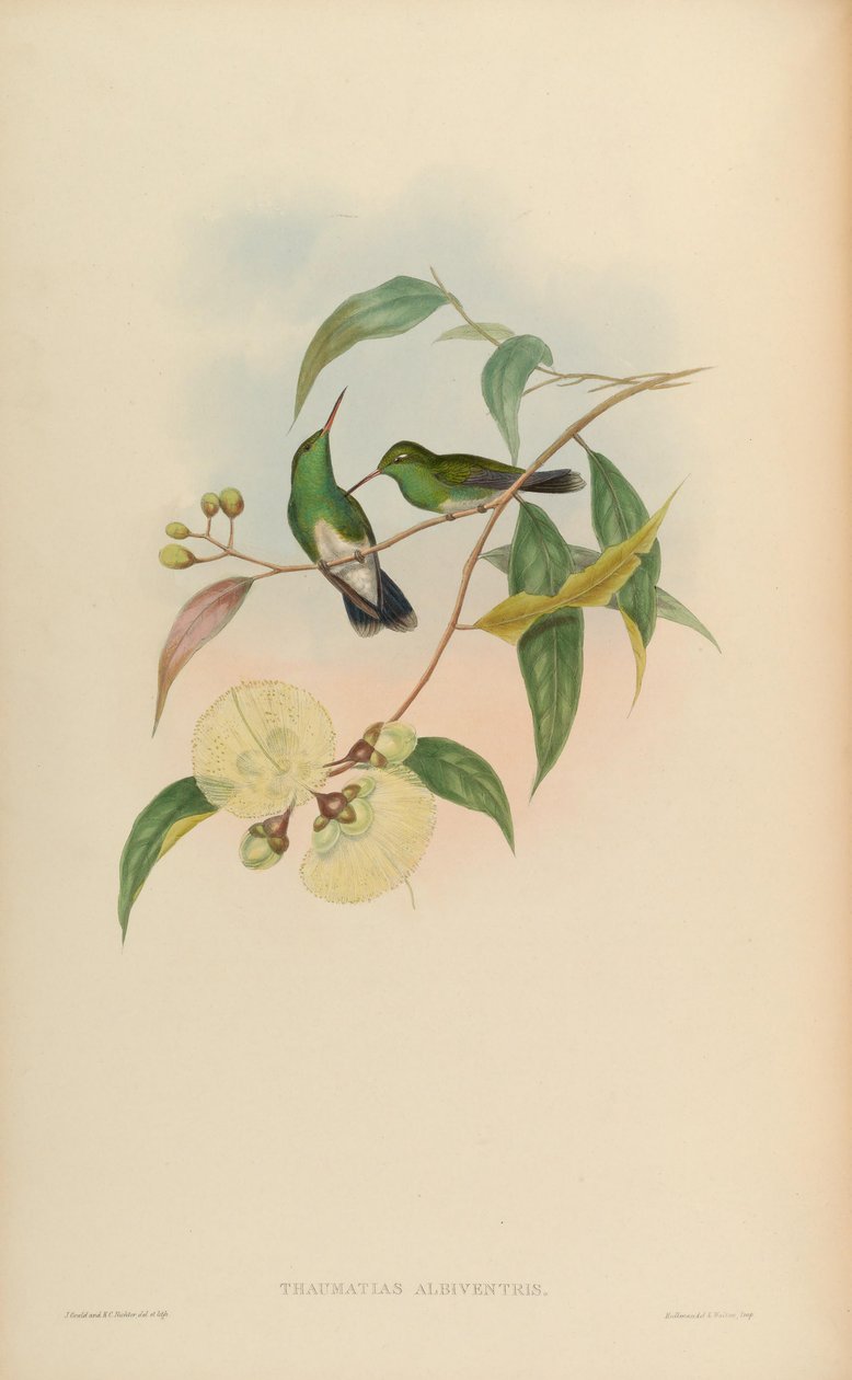 Thaumatias albiventris = Amazilia fimbriata tephrocephala av John Gould