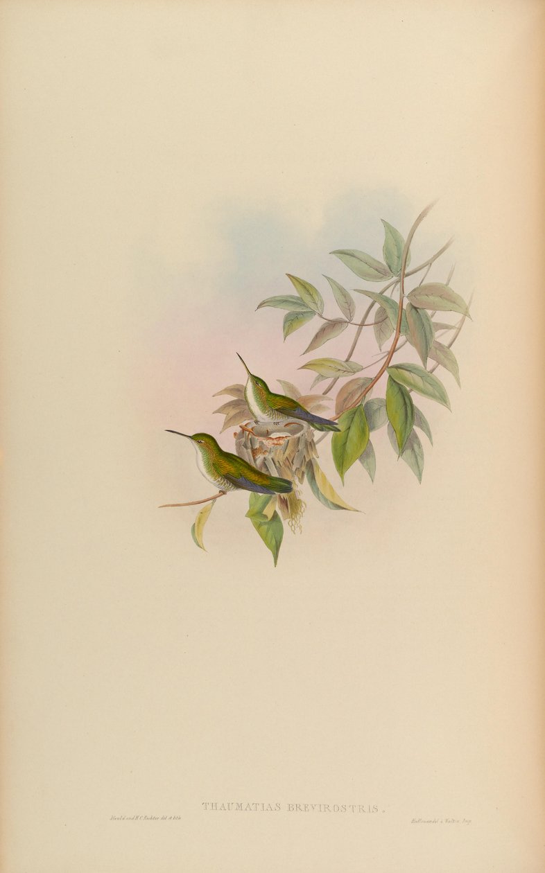 Thaumatias brevirostris = Amazilia brevirostris av John Gould