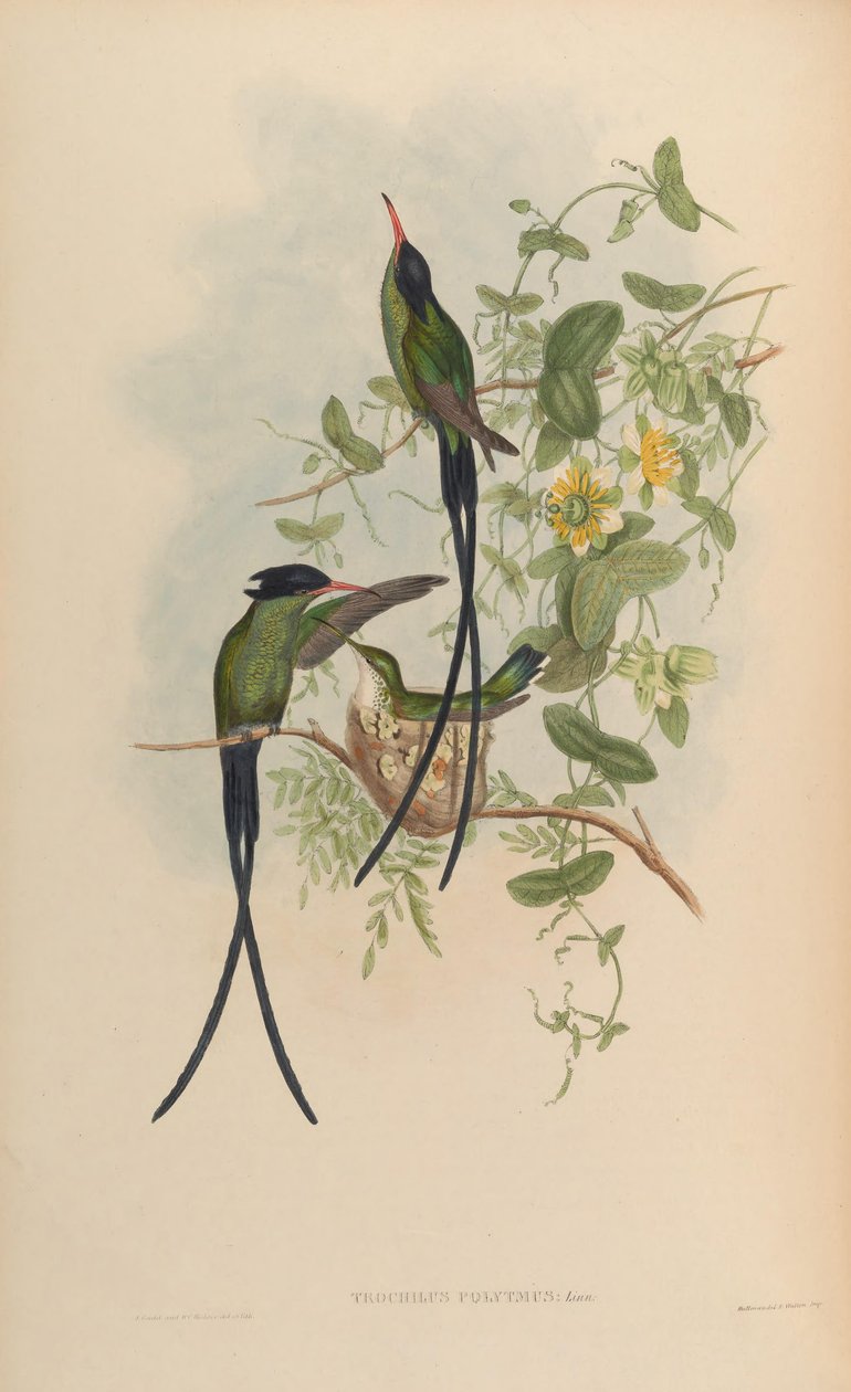 Trochilus polytmus av John Gould
