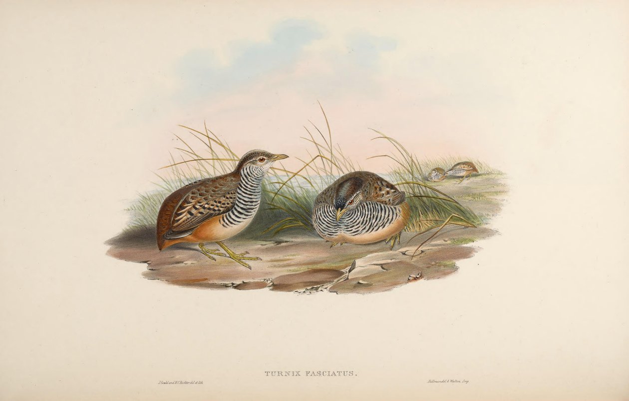 Turnix fasciata = Turnix suscitator fasciata av John Gould