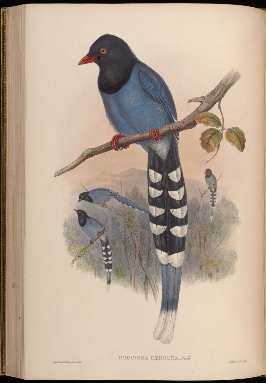 Urocissa caerulea av John Gould