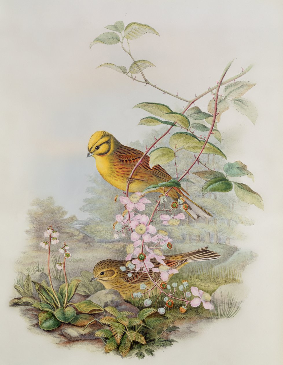 Yellowhammer, 1873 (penna, wc på papper) av John Gould