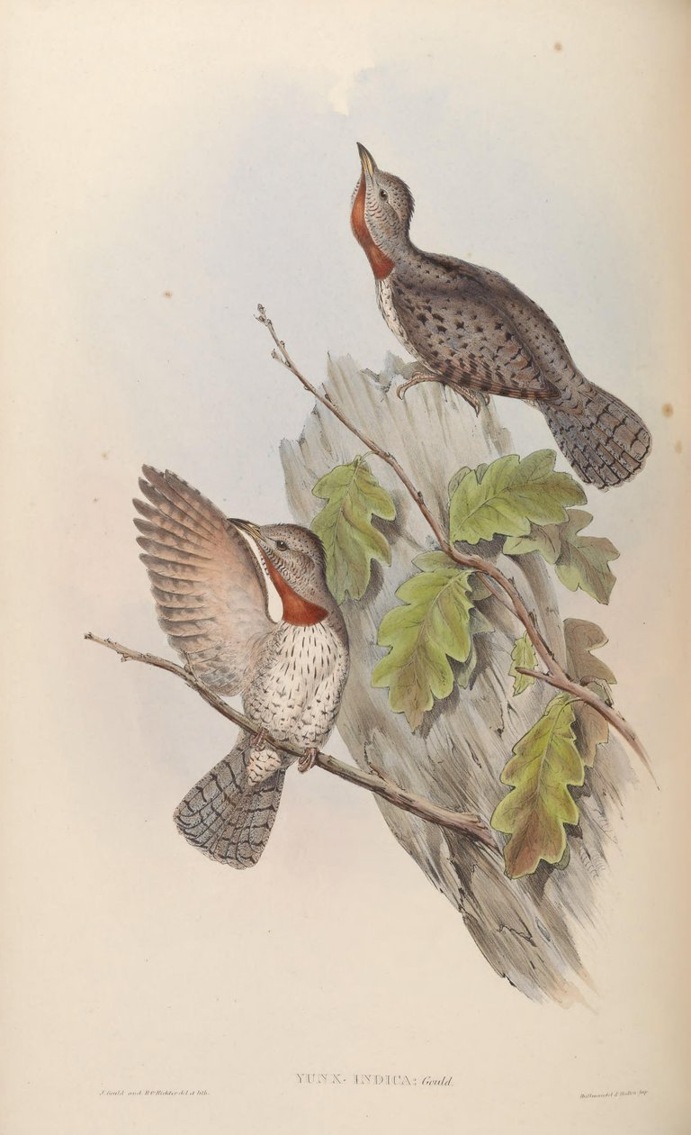 Yunx indica = Jynx ruficollis (syn. J. pectoralis ) av John Gould