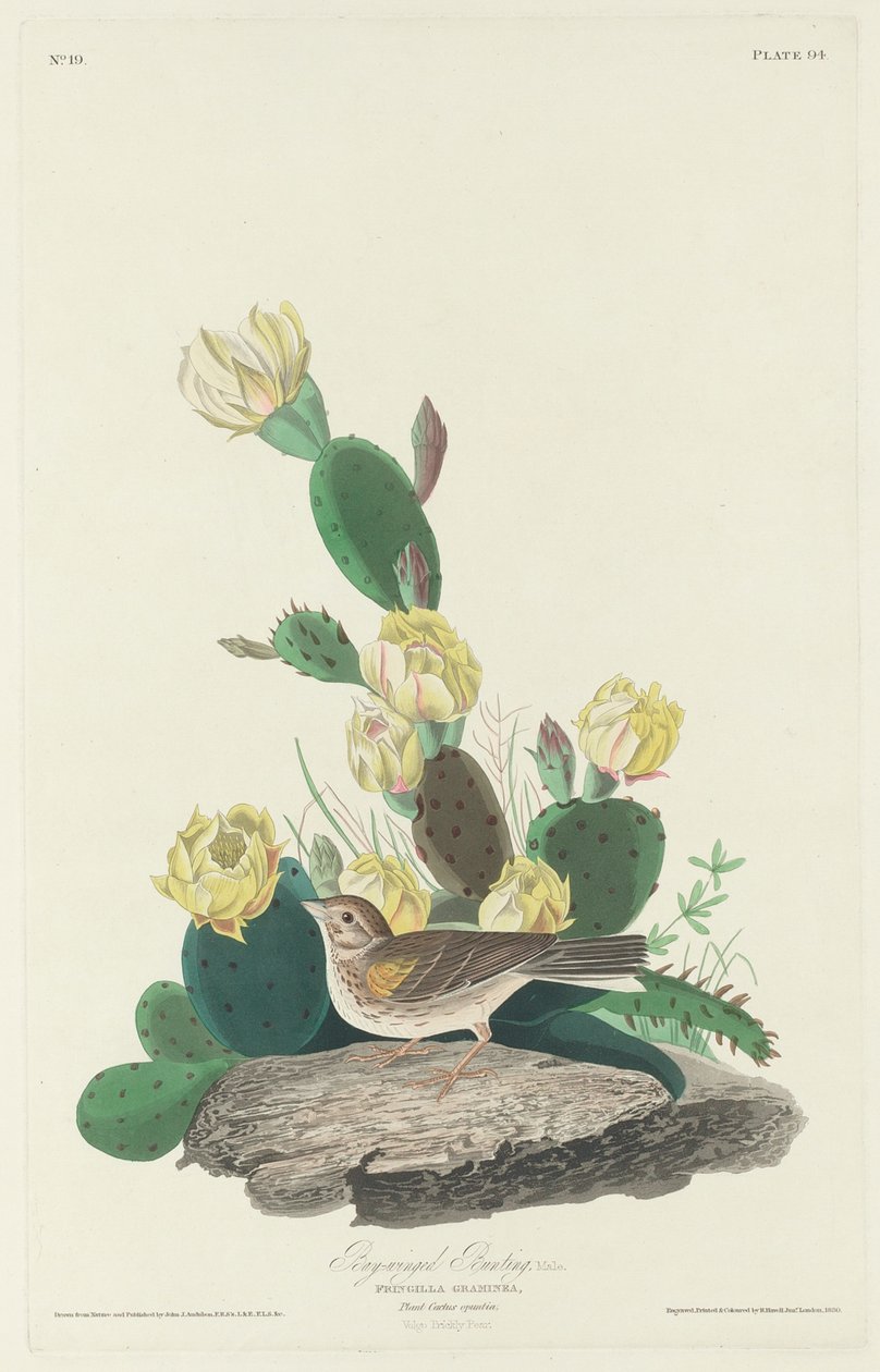 Bajsvingad jaktfågel, 1830 av John James Audubon