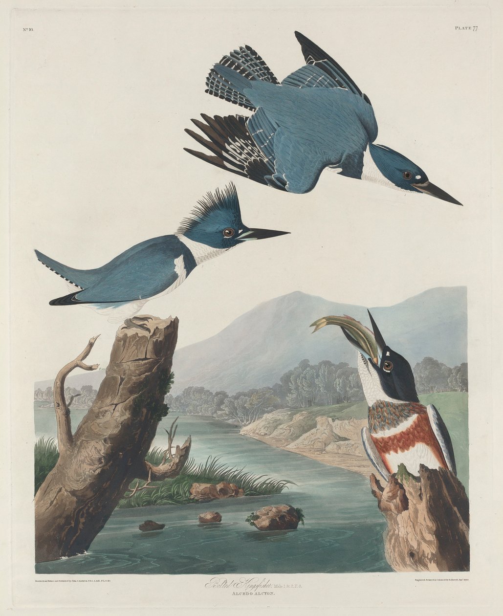 Bältad kungsfiskare, 1830 av John James Audubon