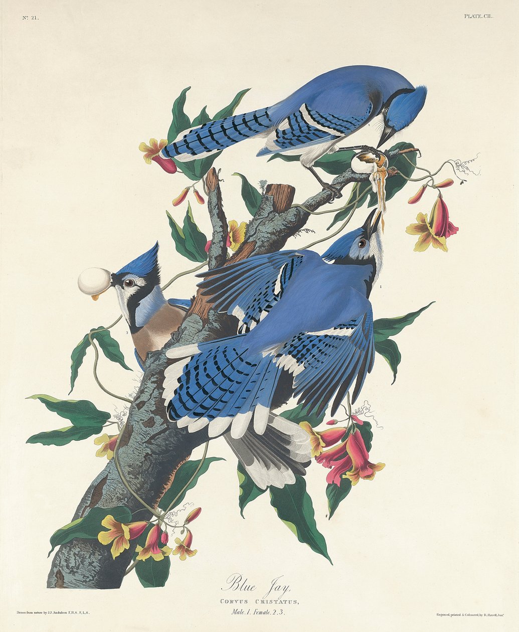 Blue Jay, 1831 av John James Audubon