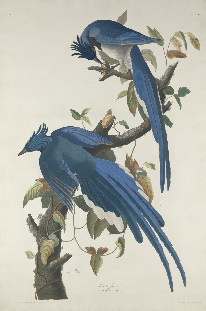 Columbia Jay, 1830 (handkolorerad etsning och akvatint på Whatmanpapper) av John James Audubon