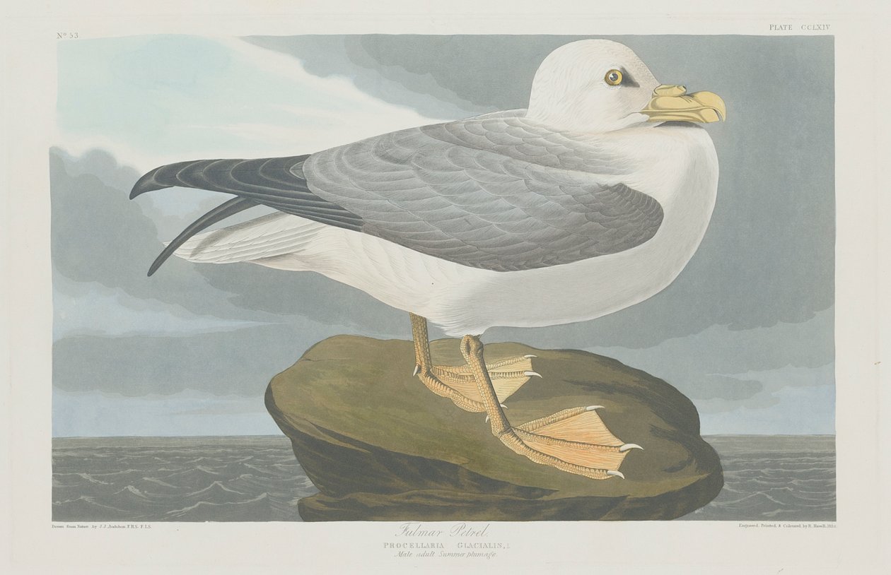 Fulmer Petrel, 1835 av John James Audubon
