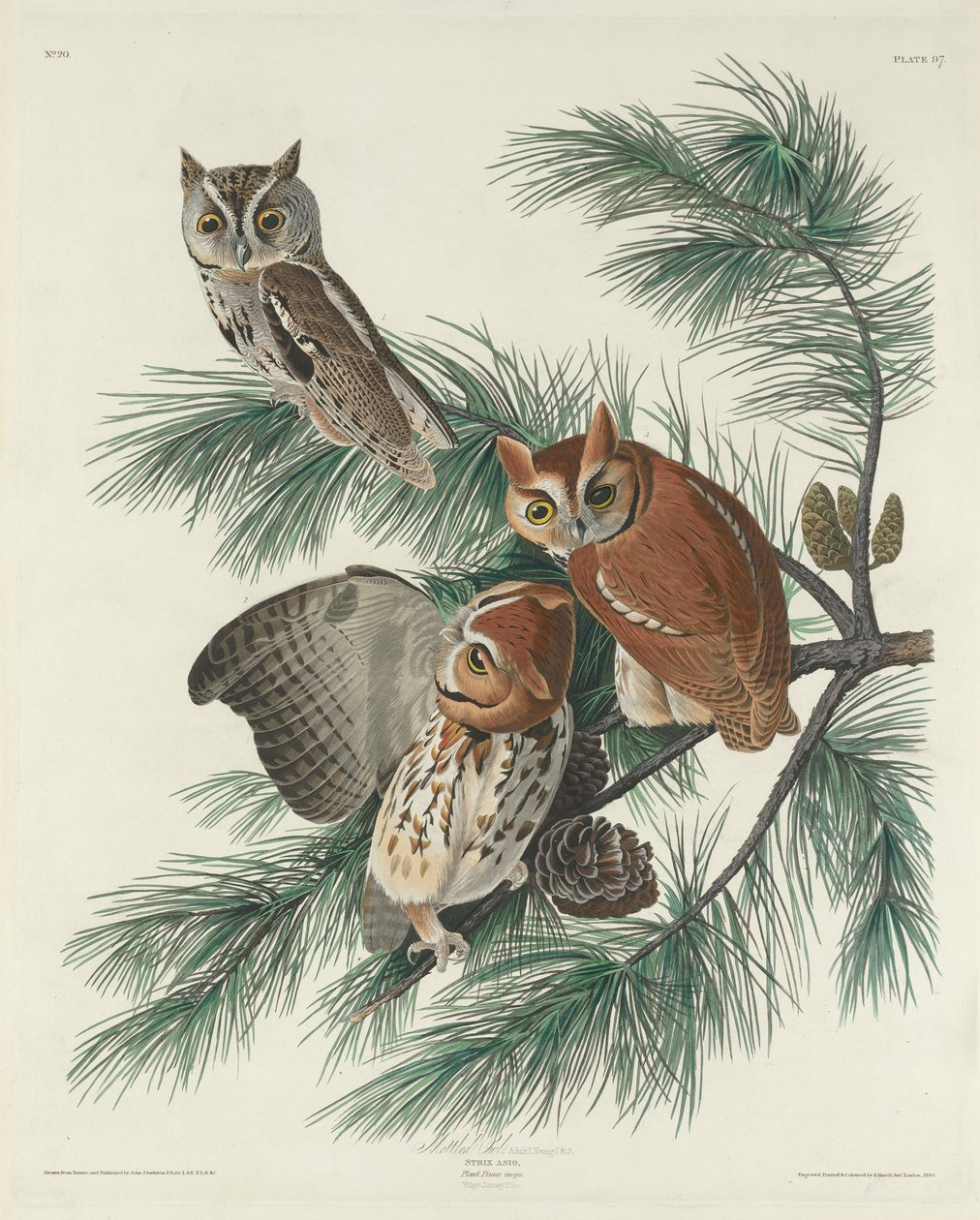 fläckig uggla, 1830 av John James Audubon