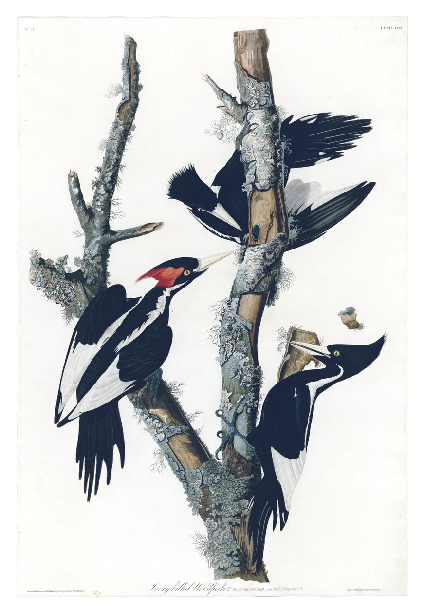 Plate 66 of Birds of America Av John James Audubon som visar elfenbensnäspett av John James Audubon