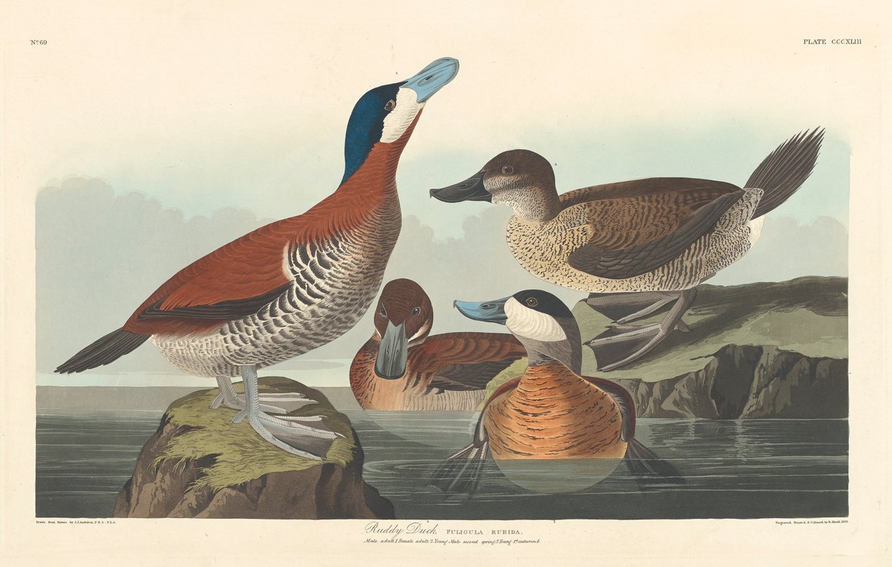 Ruddy duck, 1836 av John James Audubon