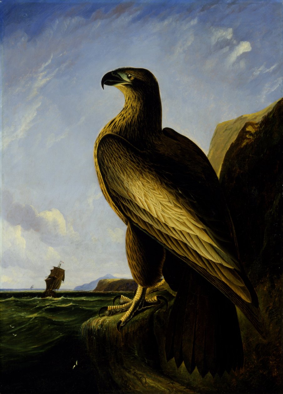 Washington havsörn av John James Audubon