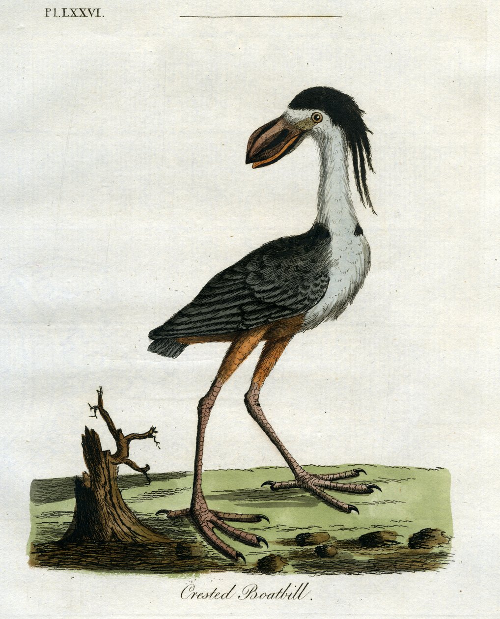 Crested Boatbill, 1781-5 (handfärgad gravyr) av John Latham