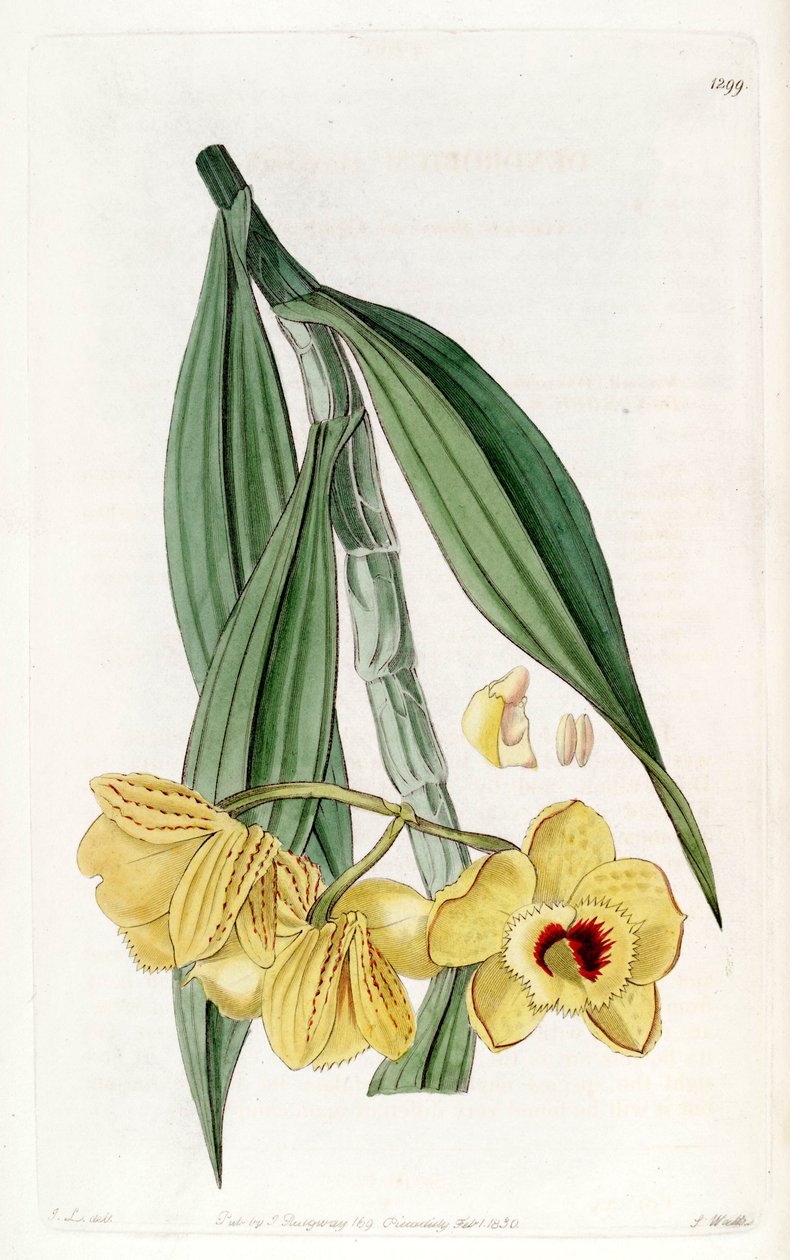 Dendrobium chrysanthum av John Lindley