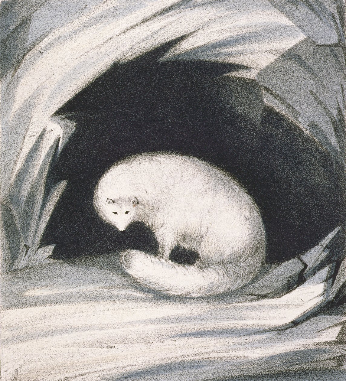 Arctic Fox, från "Narrative of a Second Voyage in Search of a North-West Passage (1829-33)", av Sir John Ross (1777-1836), graverad av John Brandard (1812-63) av John Ross