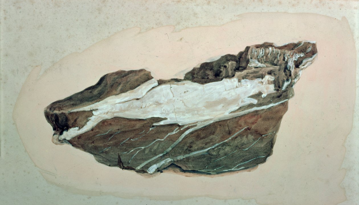 Studie av sten med kvarts ådring, 1800-talet av John Ruskin