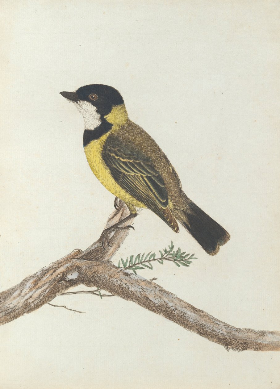 Black crown thrush.Lewin, John. Birds of New South Wales with their natural history. Sydney- G. Howe... av John William Lewin