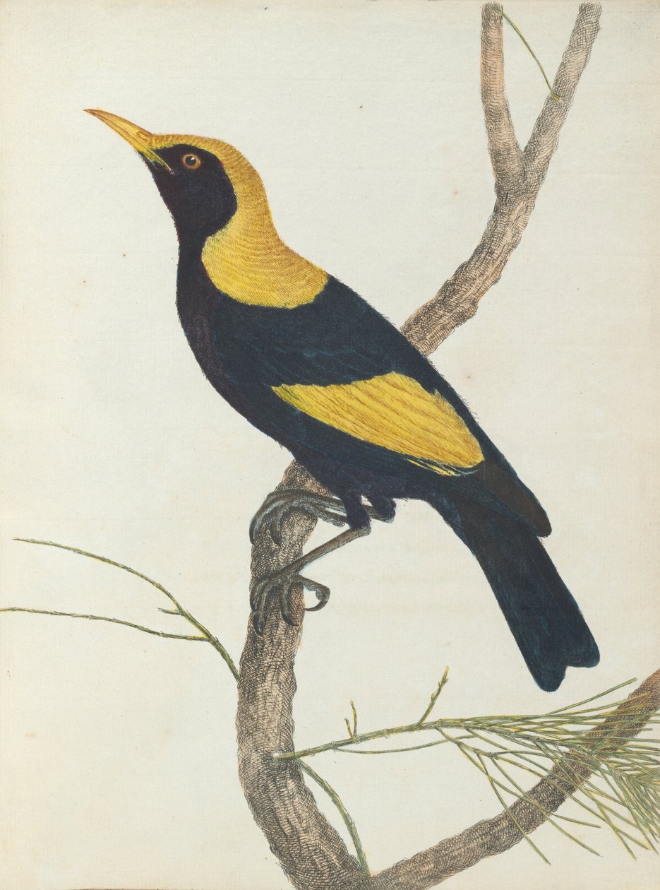 King honeysucker.Lewin, John. Birds of New South Wales with their natural history. Sydney- G. Howe, ... av John William Lewin