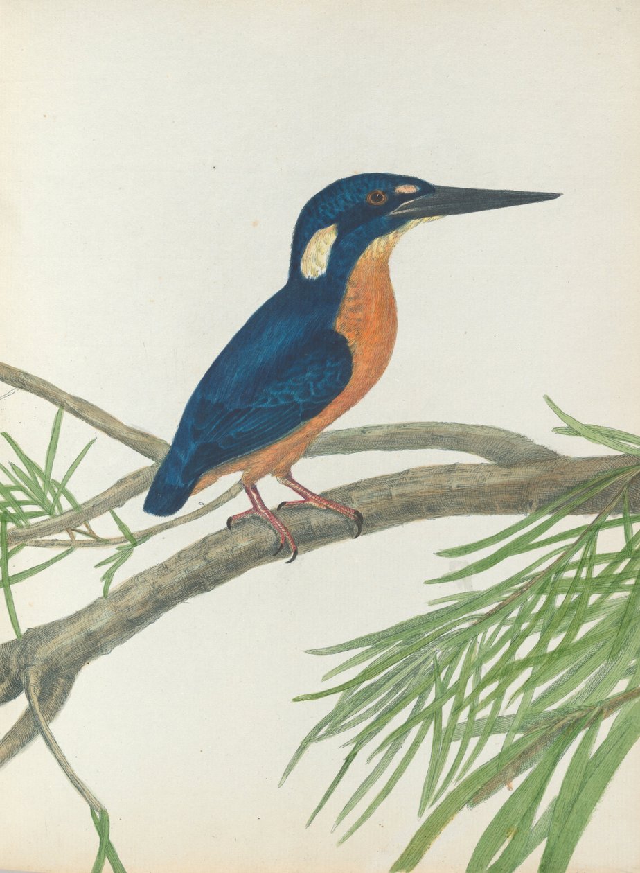 Three-toe kingfisher.Lewin, John. Birds of New South Wales with their natural history. Sydney- G. Ho... av John William Lewin