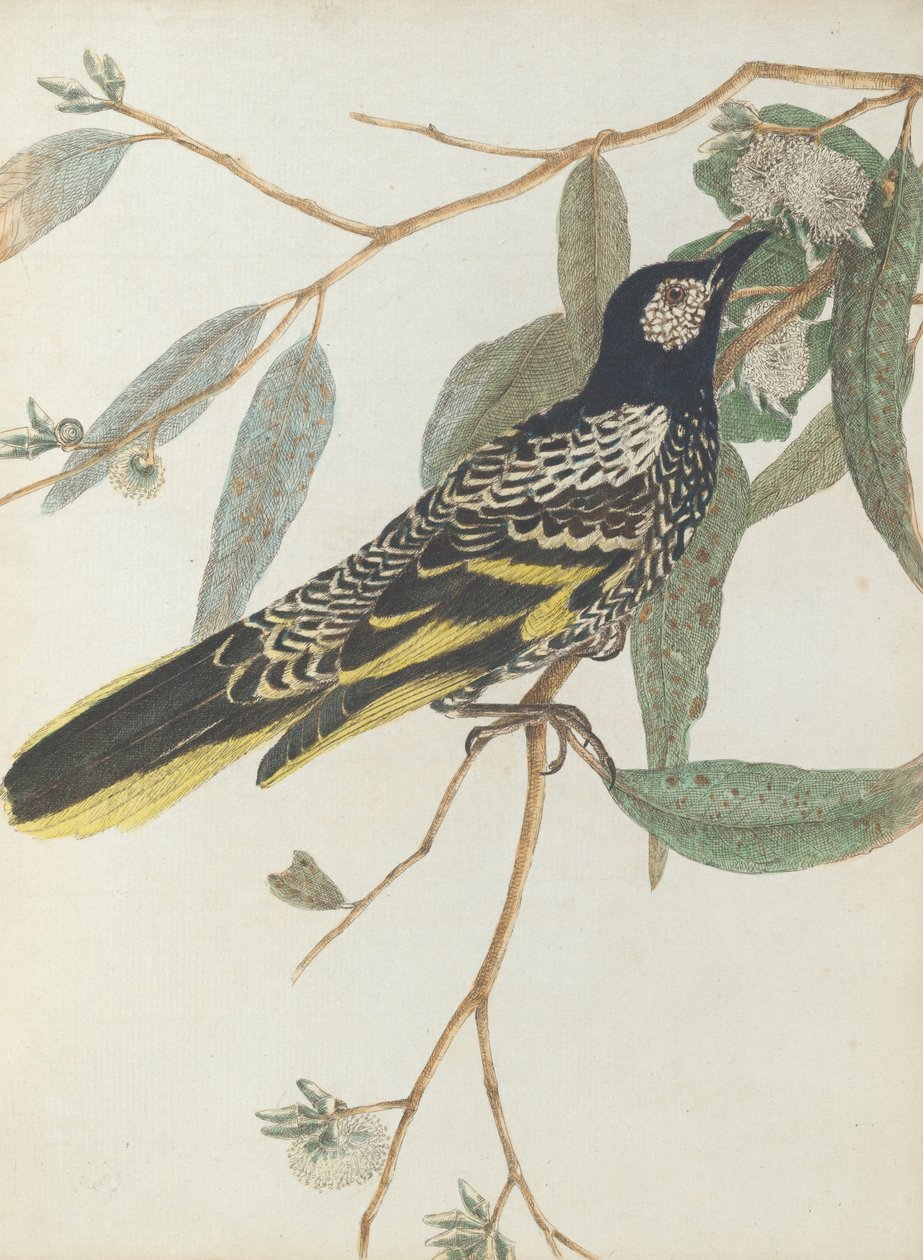 Warty face honeysucker.Lewin, John. Birds of New South Wales with their natural history. Sydney- G. ... av John William Lewin