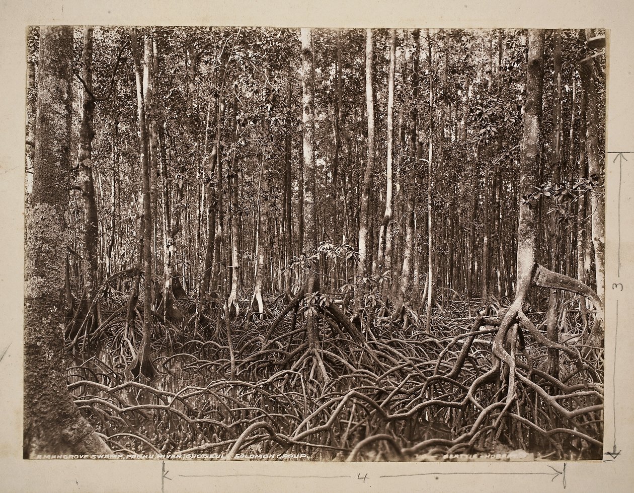 Ett mangroveträsk, Pachu River, Choiseul, Solomon Group (silvertryck av gelatin) av John Beattie