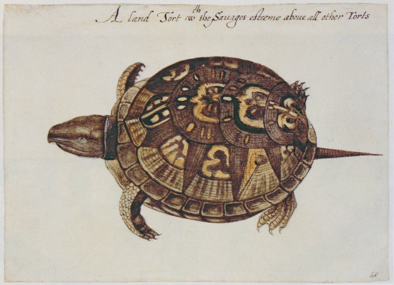 Common Box Tortoise (litografi) av John White