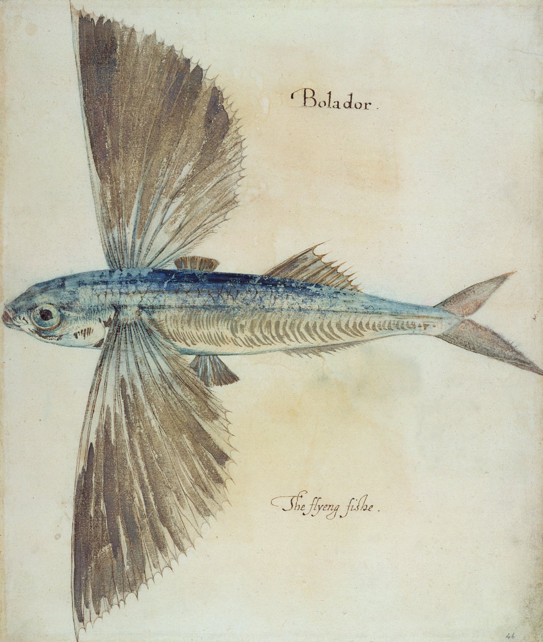 Flygande fisk av John White