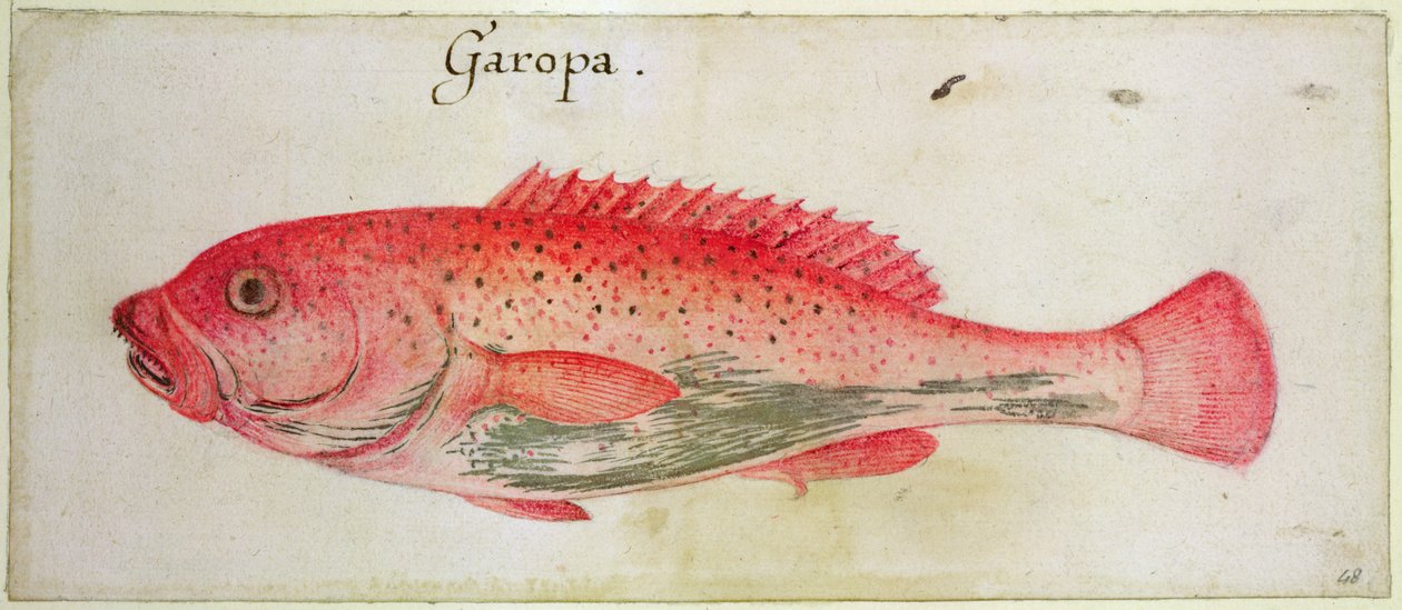 Garopa swed av John White