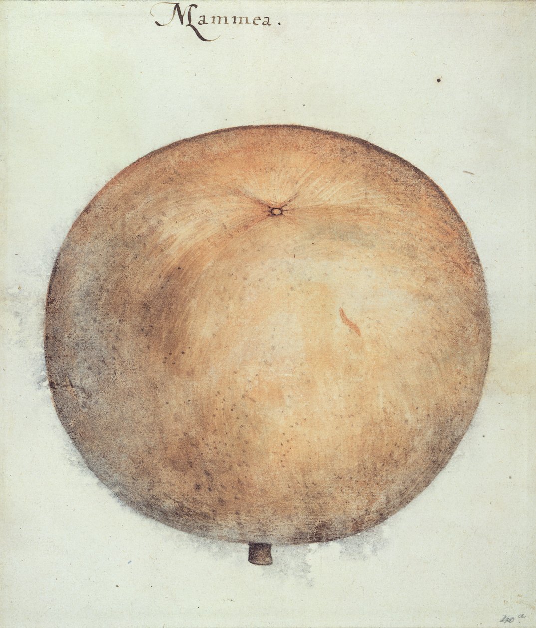 Mammee Apple fatu av John White