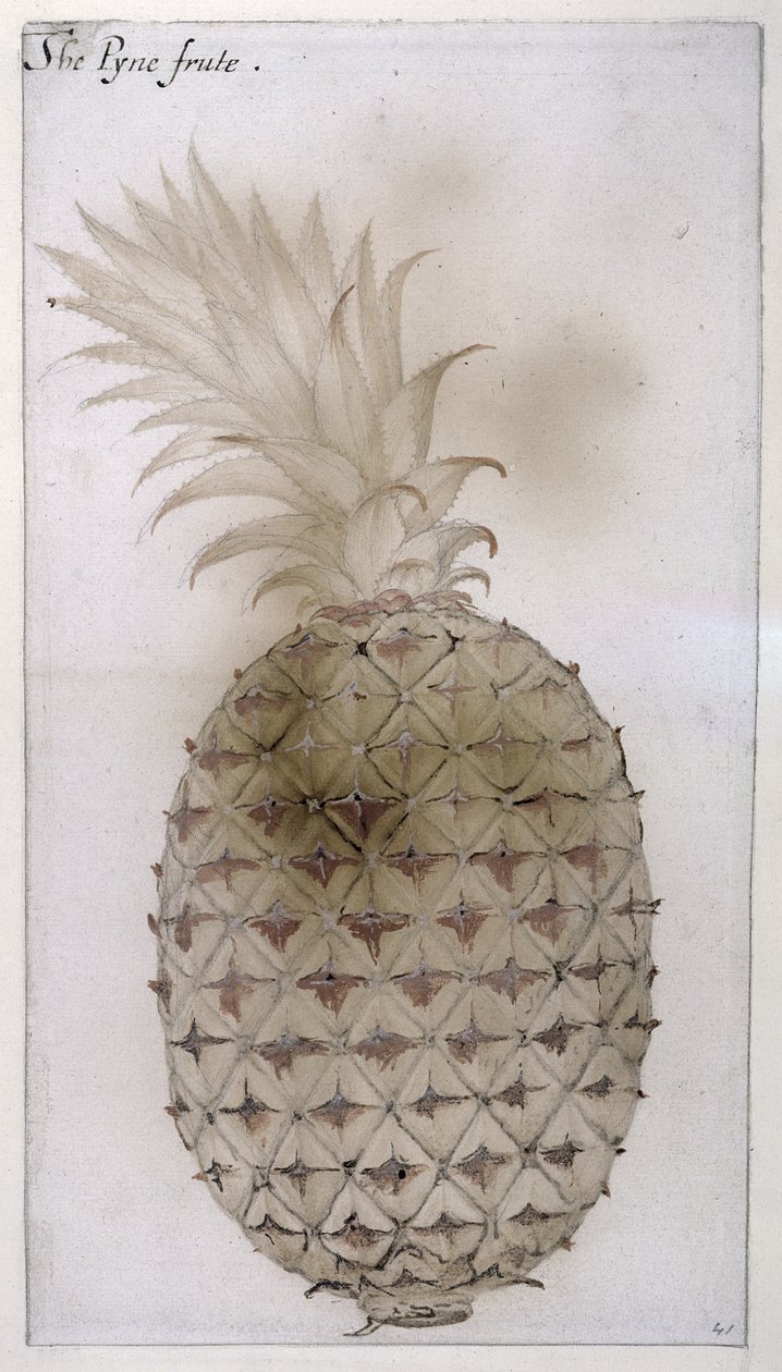 Ananas, (penna, wc och kroppsfärg på papper) av John White
