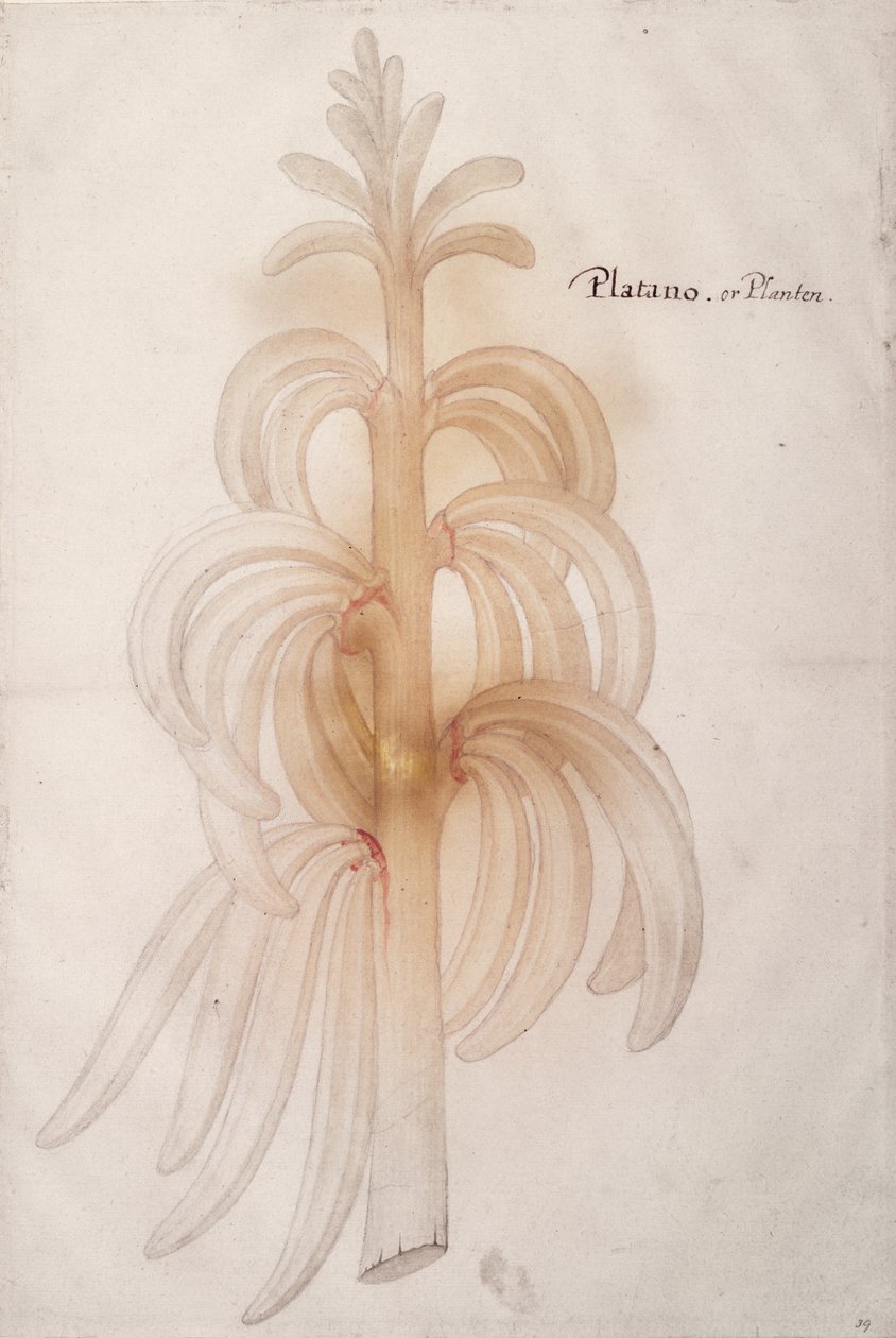 Groblad, ca 1590 av John White