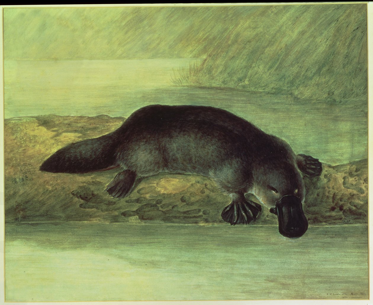 Anknäbb, ornithorynchus paradoxus, 1810 av John William Lewin