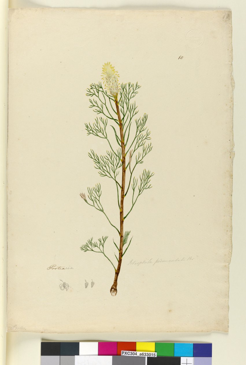 Sida 10. Petrophile pedunculata, ca 1803-06 (wc, penna, bläck och blyertspenna) av John William Lewin