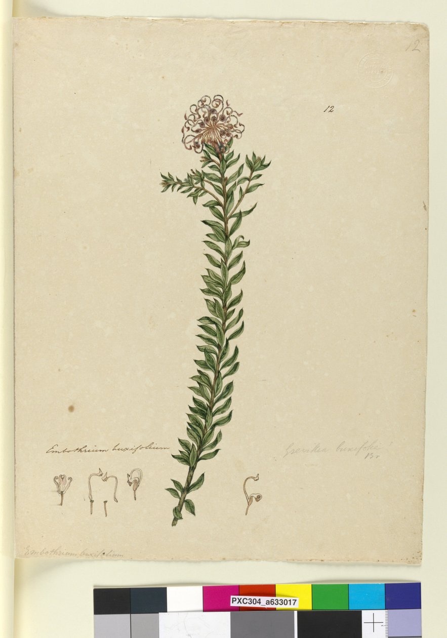 Sidan 12. Grevillea buxifolia, ca 1803-06 (wc, penna, bläck och blyertspenna) av John William Lewin