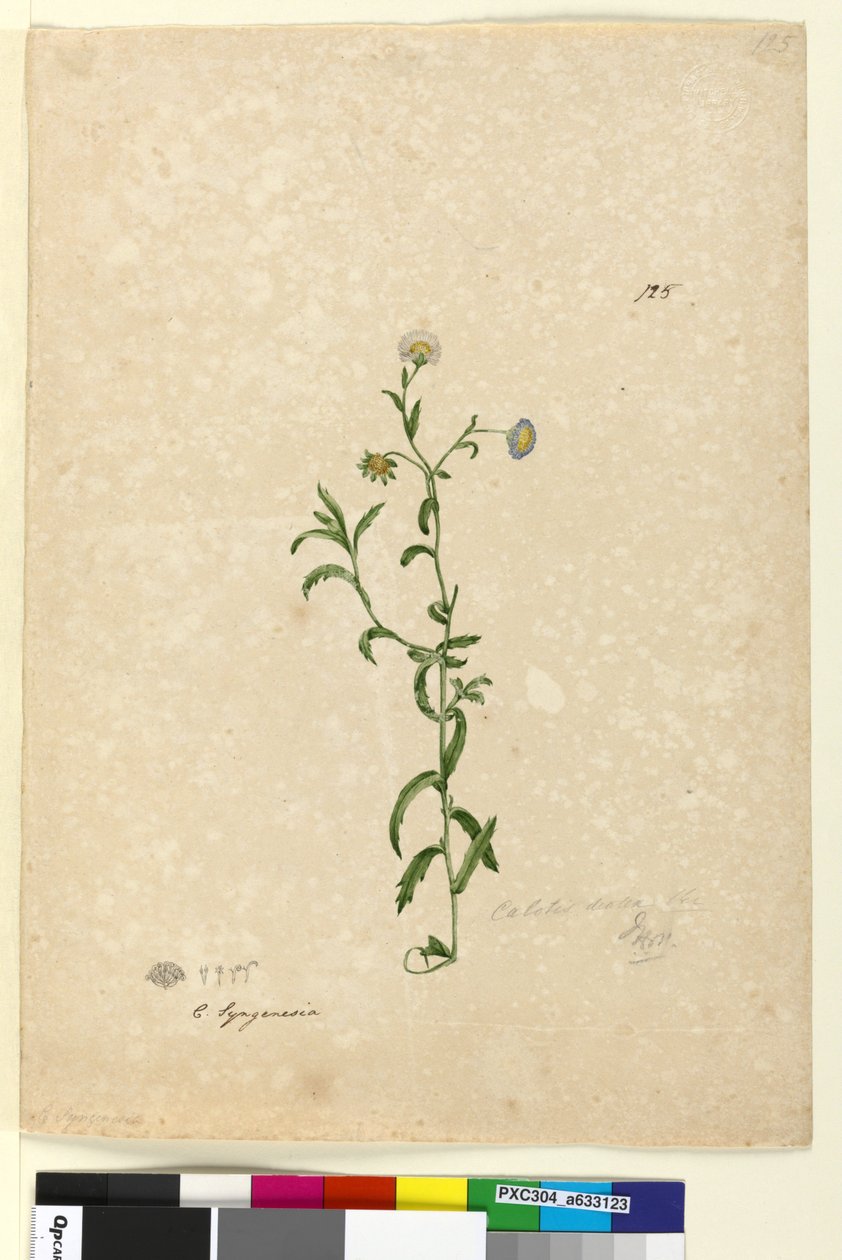 Sidan 125. Calotis dentex, ca 1803-06 (wc, penna, bläck och blyertspenna) av John William Lewin