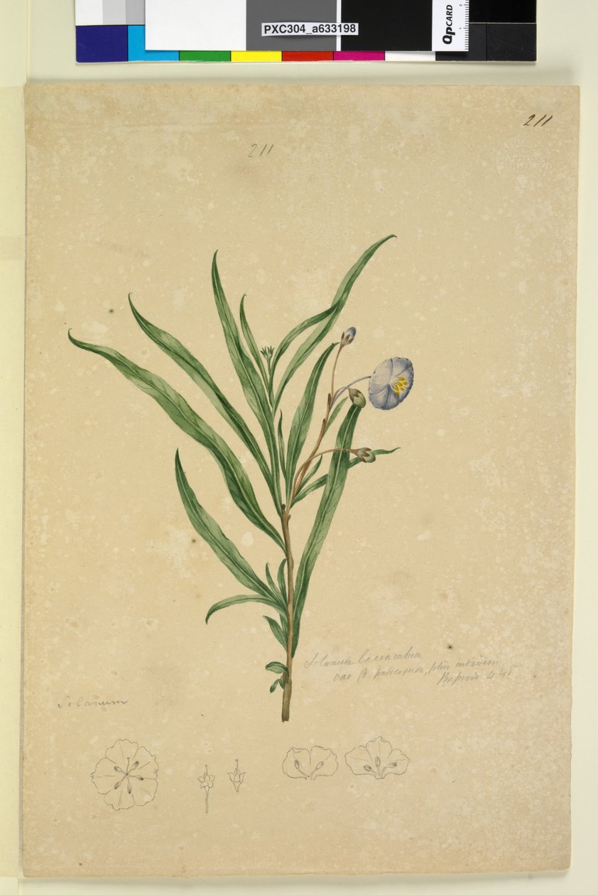 Sidan 211. Solanum laciniatum, ca 1803-06 (wc, penna, bläck och blyertspenna) av John William Lewin