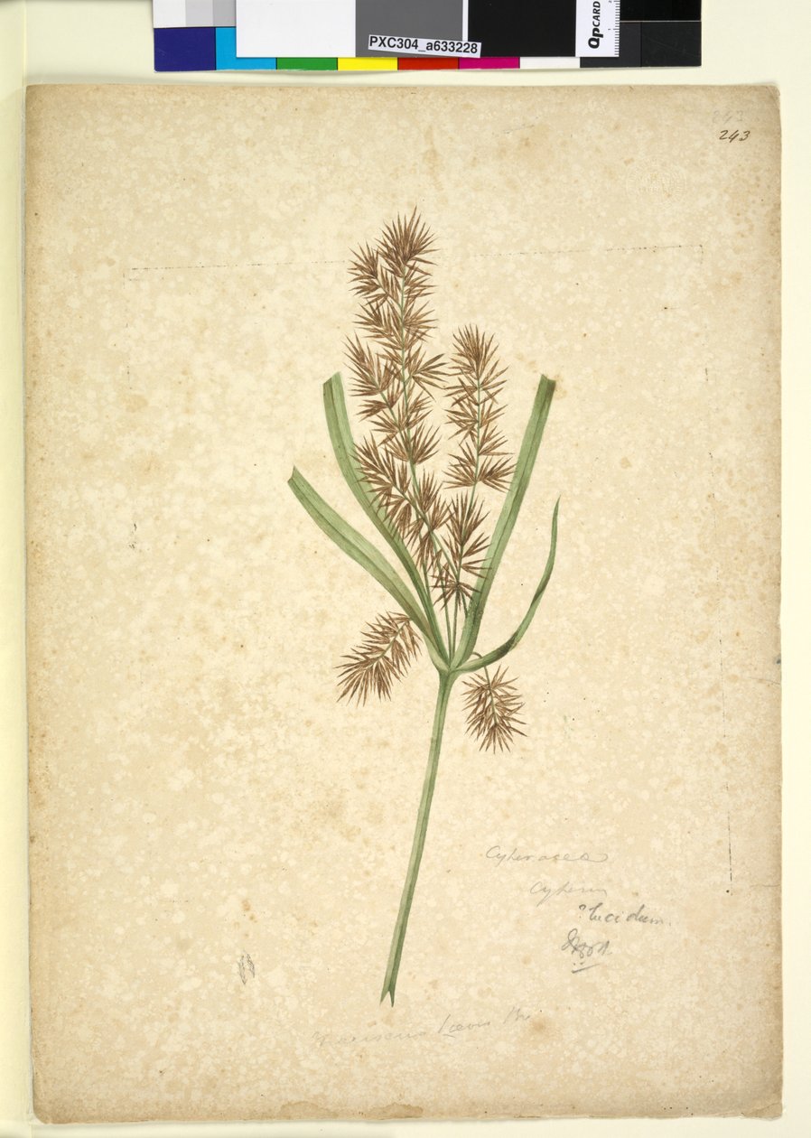 Sida 243. Mariscus, ca 1803-06 (wc, penna, bläck och penna) av John William Lewin