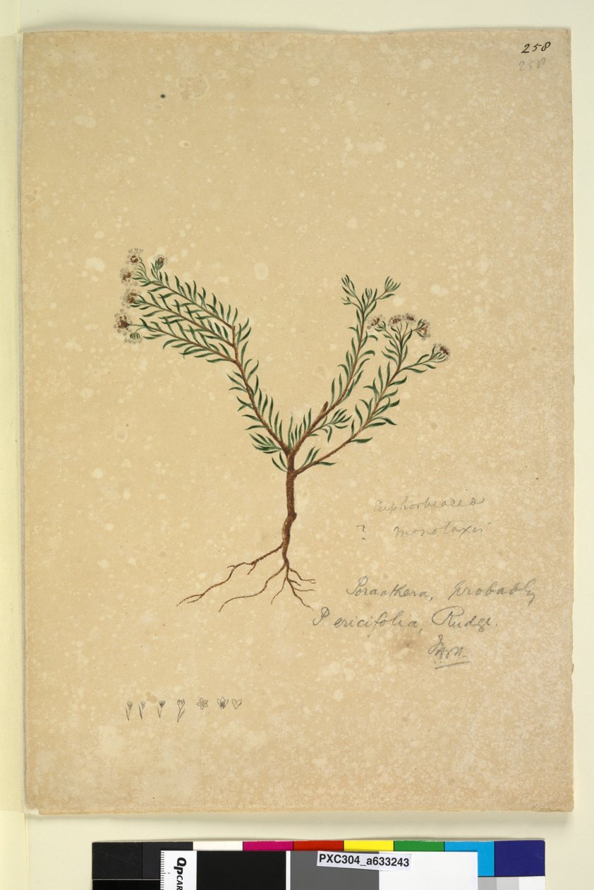 Sidan 258. Poranthera ericifolia, ca 1803-06 (wc, penna, bläck och blyerts) av John William Lewin