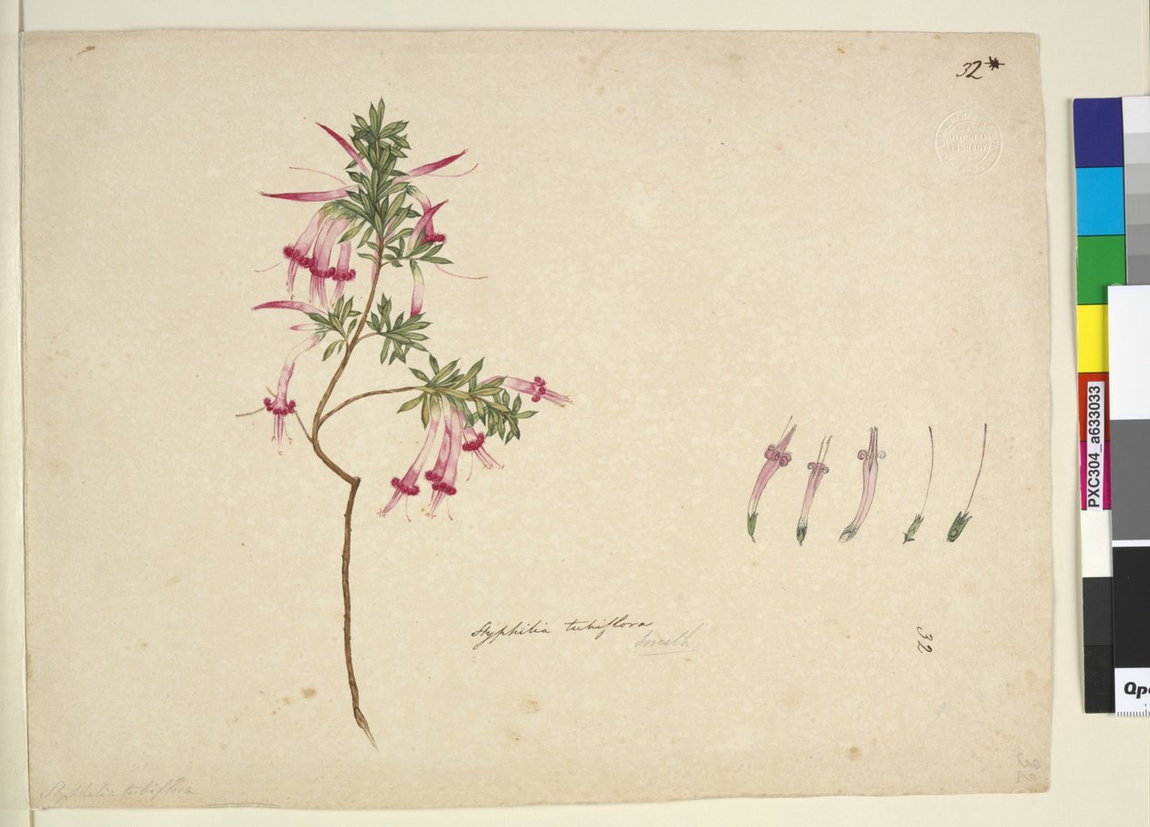Sidan 32. Styphelia tubiflora, ca 1803-06 (wc, penna, bläck och blyertspenna) av John William Lewin