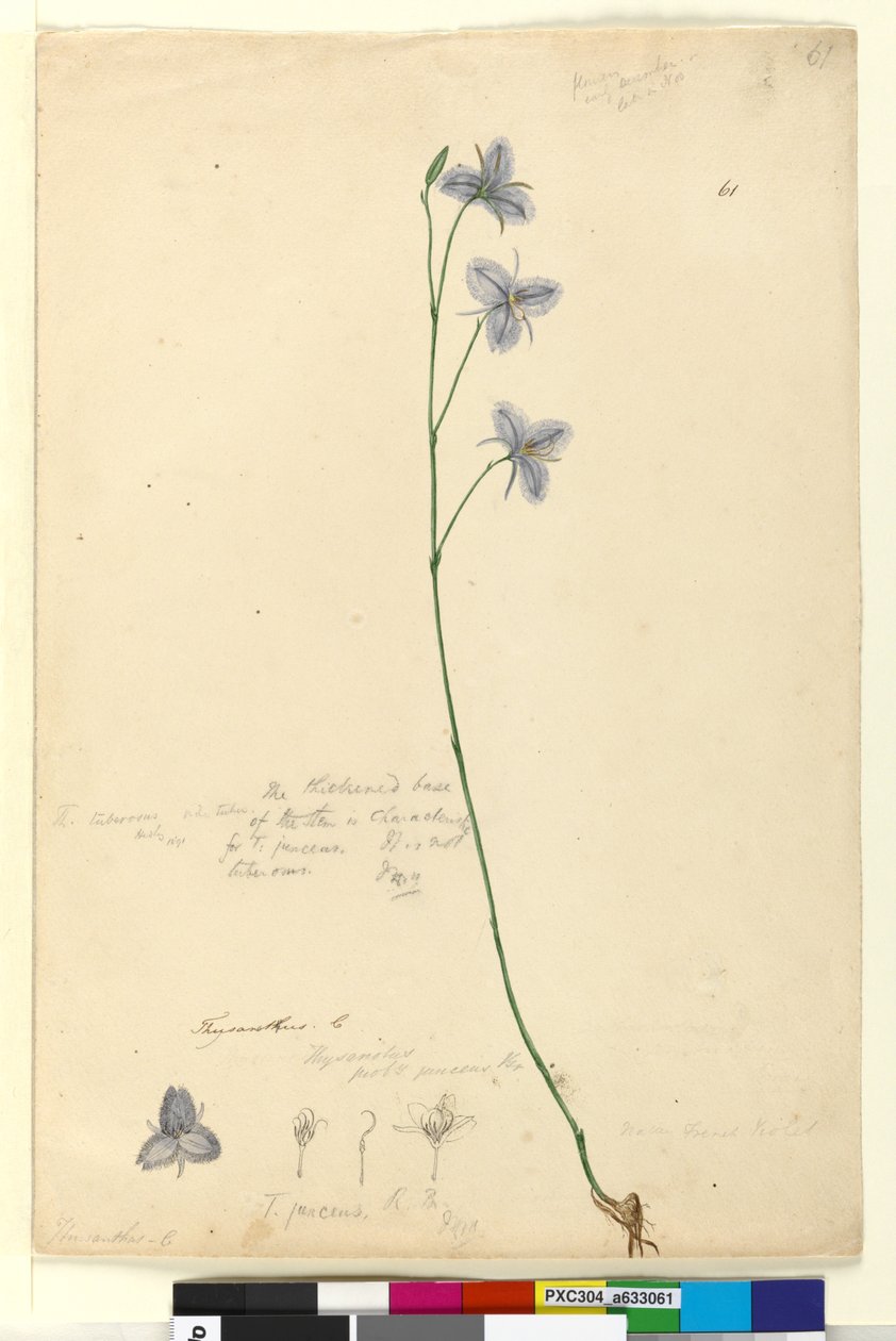 Sidan 61. Thysanotus, ca 1803-06 (wc, penna, bläck och blyertspenna) av John William Lewin