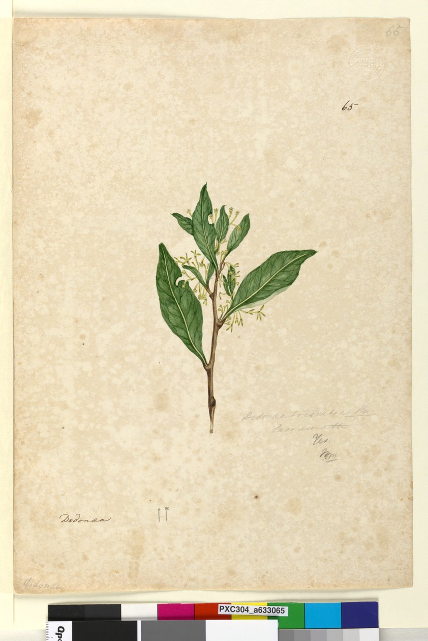 Sidan 65. Dodonaea triquetra, ca 1803-06 (wc, penna, bläck och blyertspenna) av John William Lewin