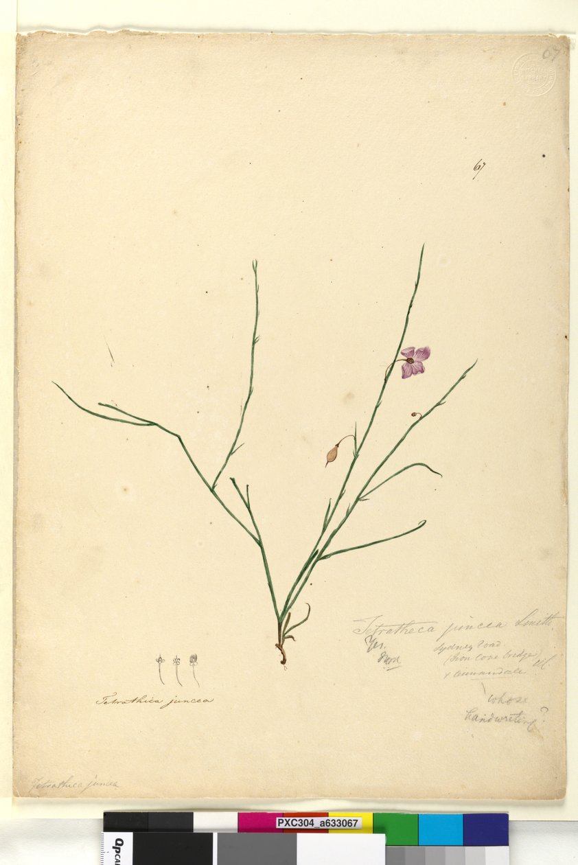 Sidan 67. Tetratheca juncea, ca 1803-06 (wc, penna, bläck och blyerts) av John William Lewin