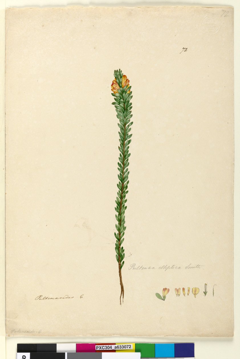 Sida 72. Pultenaea elliptica, ca 1803-06 (wc, penna, bläck och blyertspenna) av John William Lewin