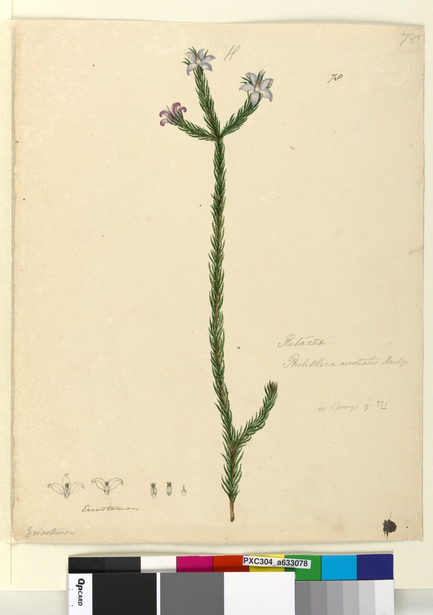Sida 78. Philotheca australis, ca 1803-06 (wc, penna, bläck och blyertspenna) av John William Lewin