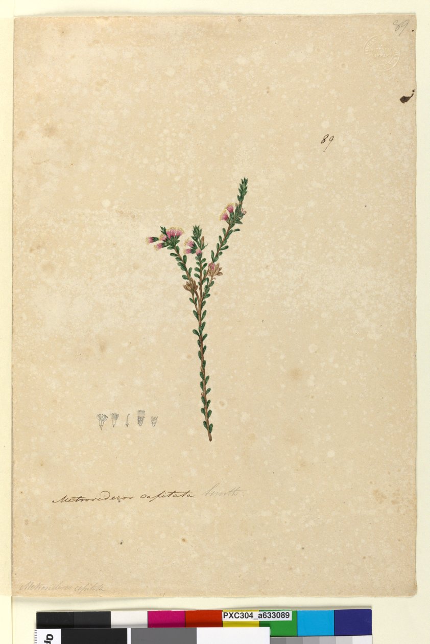 Sidan 89. Metrosideros capitata, ca 1803-06 (wc, penna, bläck och blyertspenna) av John William Lewin