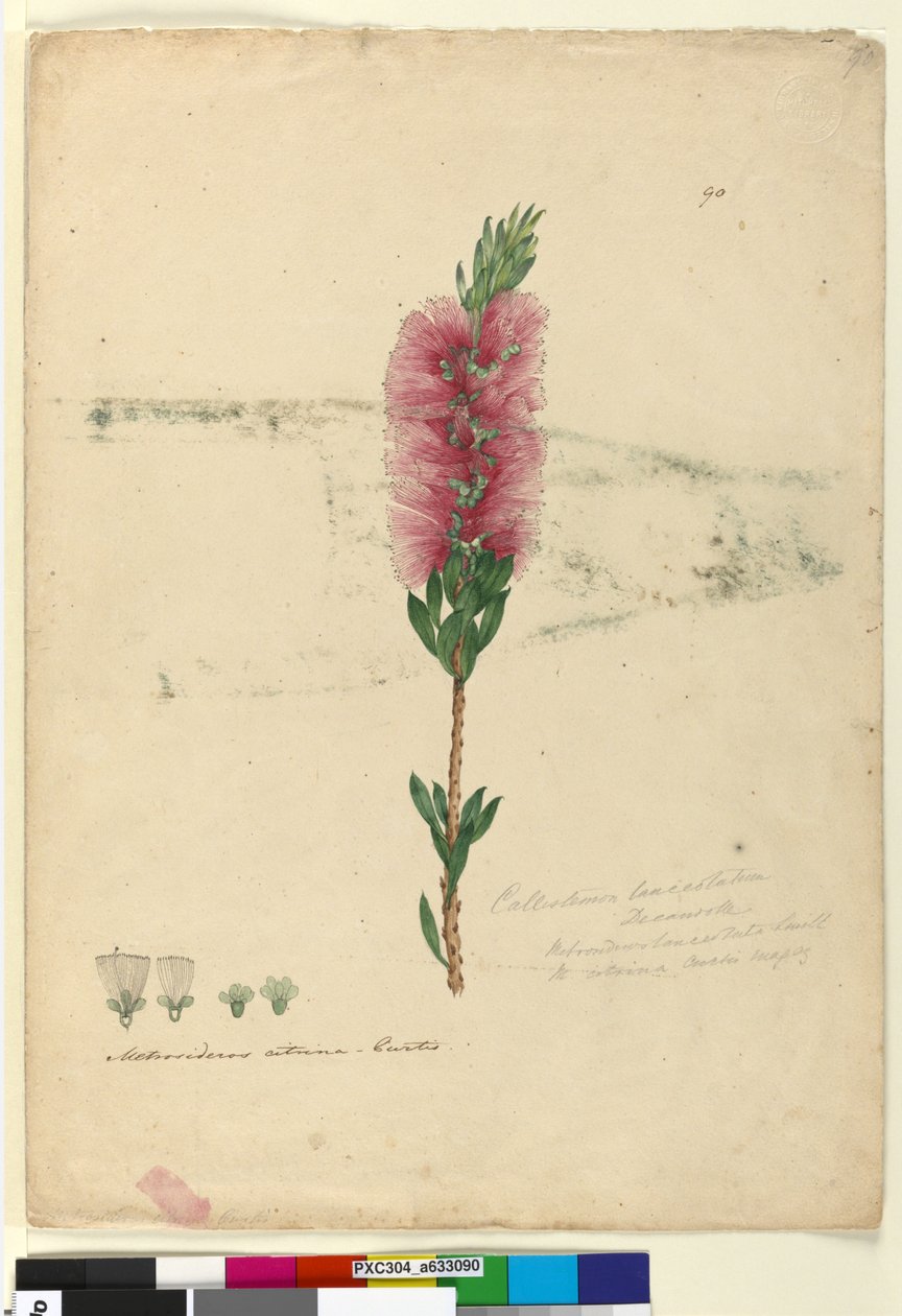 Sidan 90. Callistemon lanceolatusCallistemon citrinus, ca 1803-06 (wc, penna, bläck och penna) av John William Lewin