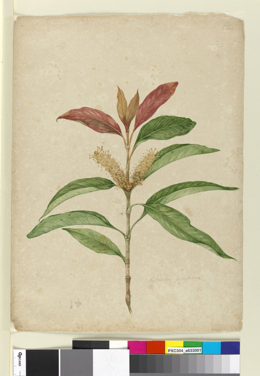 Xylomelum pyriforme, ca 1803-06 (wc, penna, bläck och blyertspenna) av John William Lewin