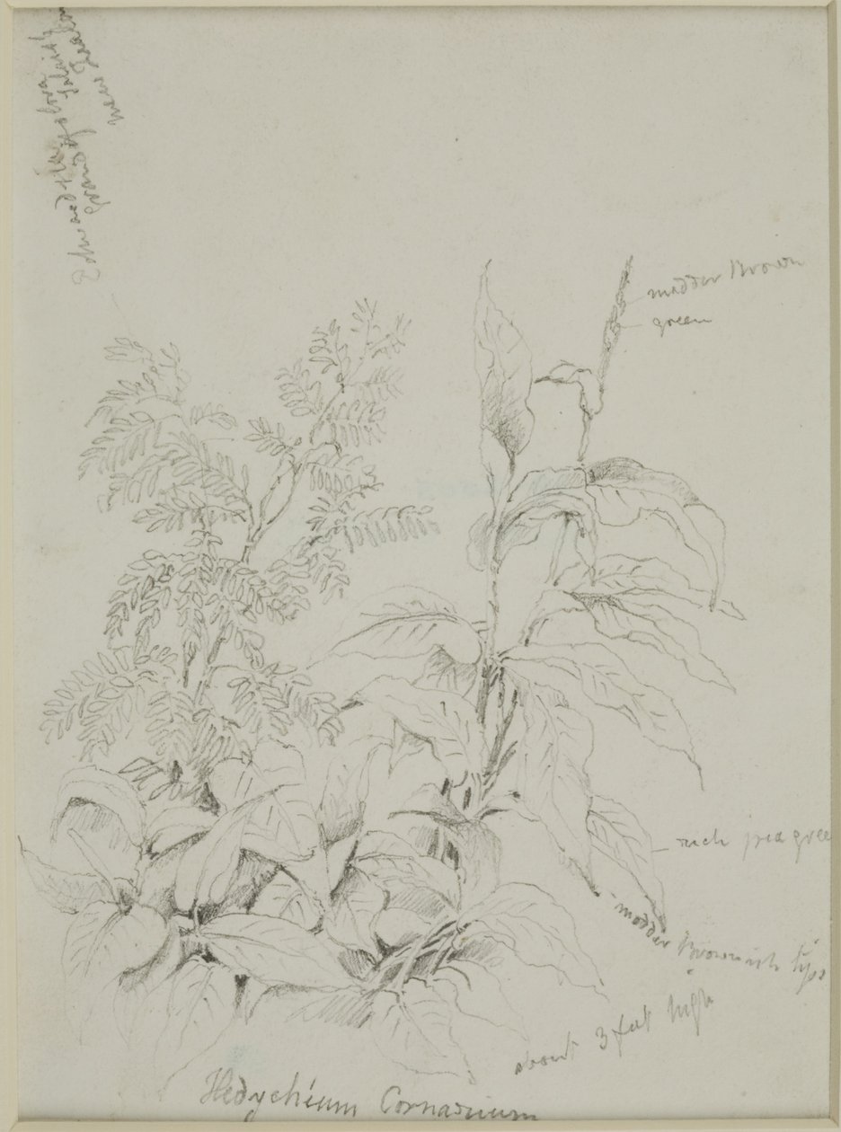 Naturstudier av John Wilson Carmichael