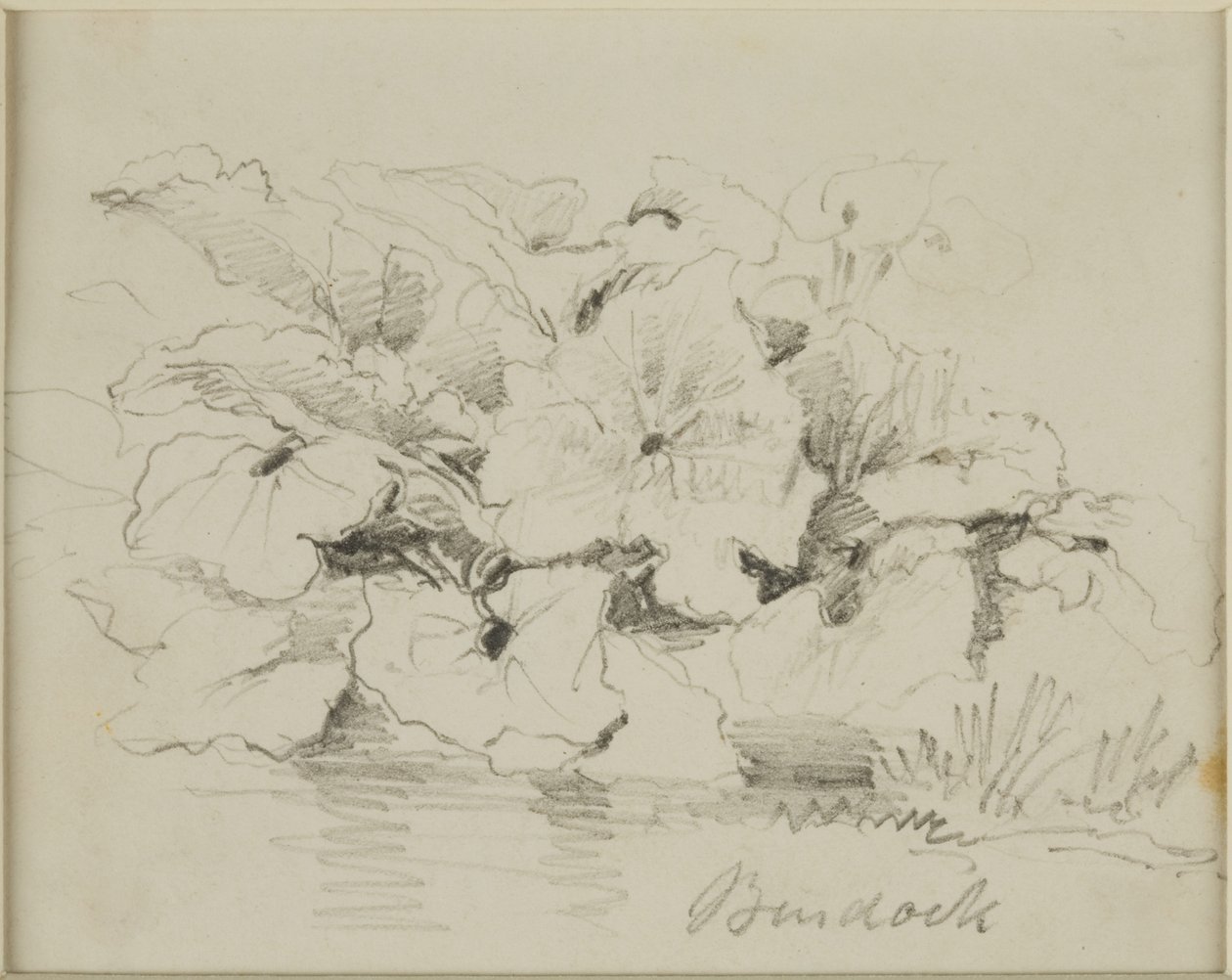 Naturstudier - Klöver av John Wilson Carmichael