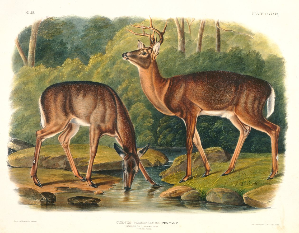 Cervus Virginianus (vanlig eller virginisk rådjur), plåt 136 från 